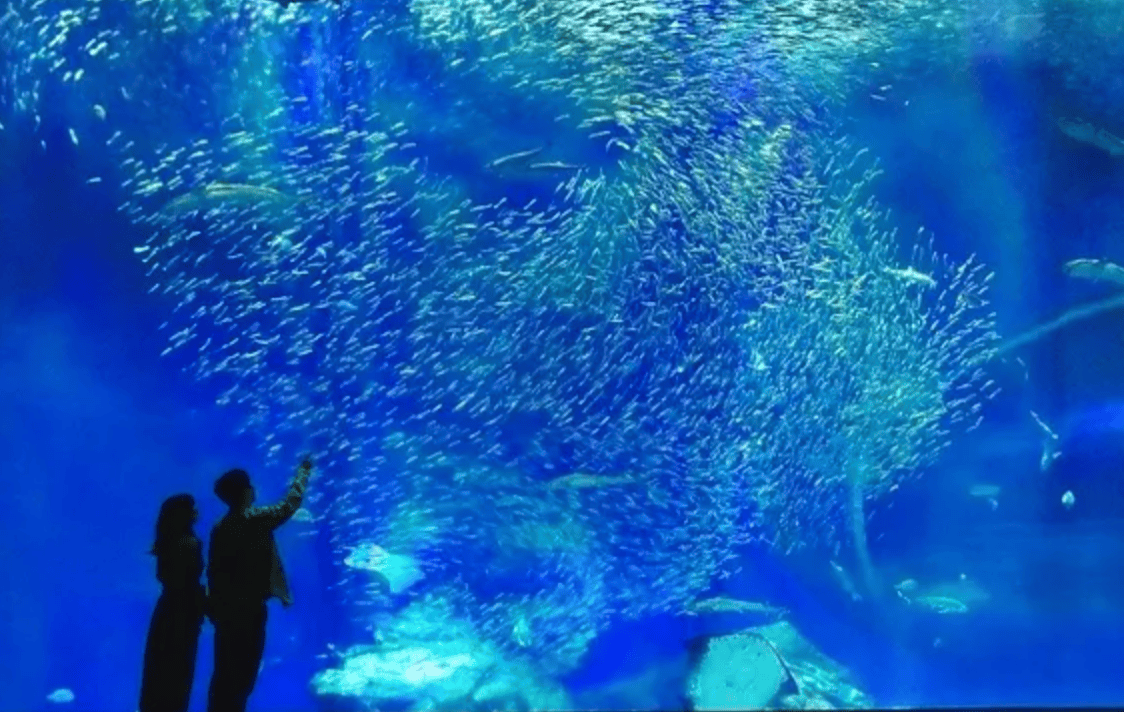 茨城自由行｜5. 大洗海濱水族館